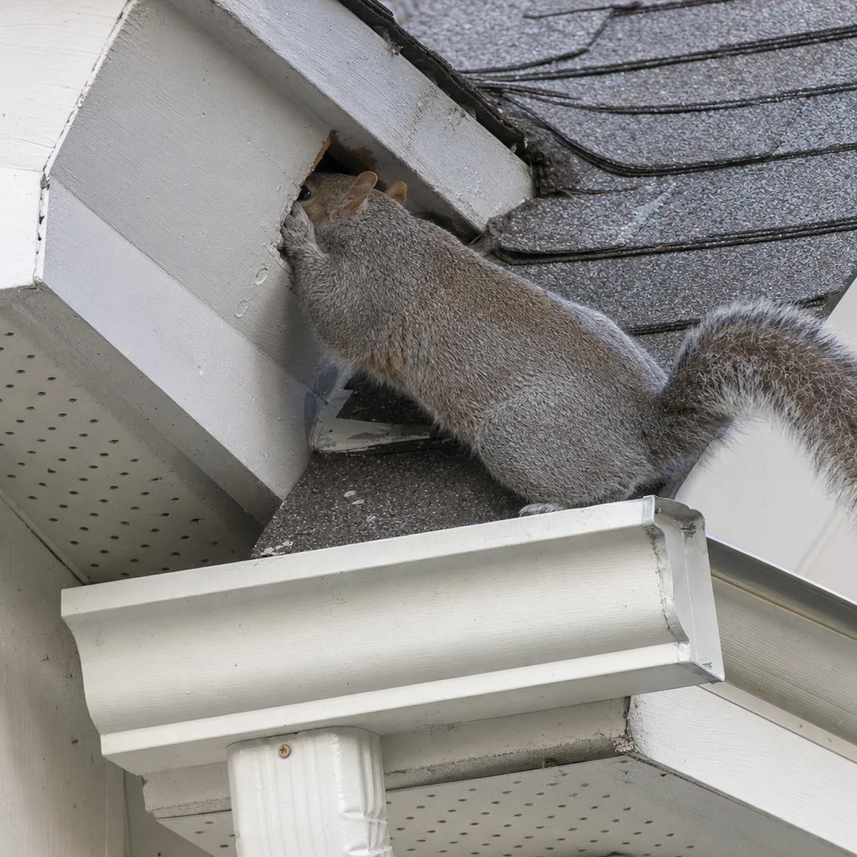 Squirrel on a roof