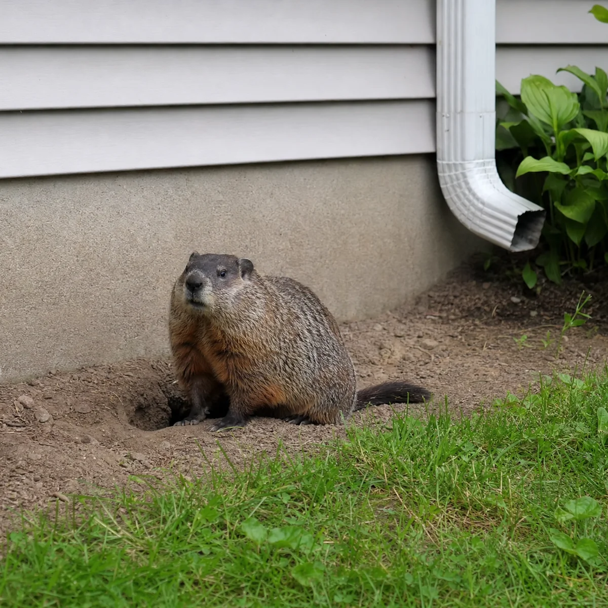 Groundhog near a foundation