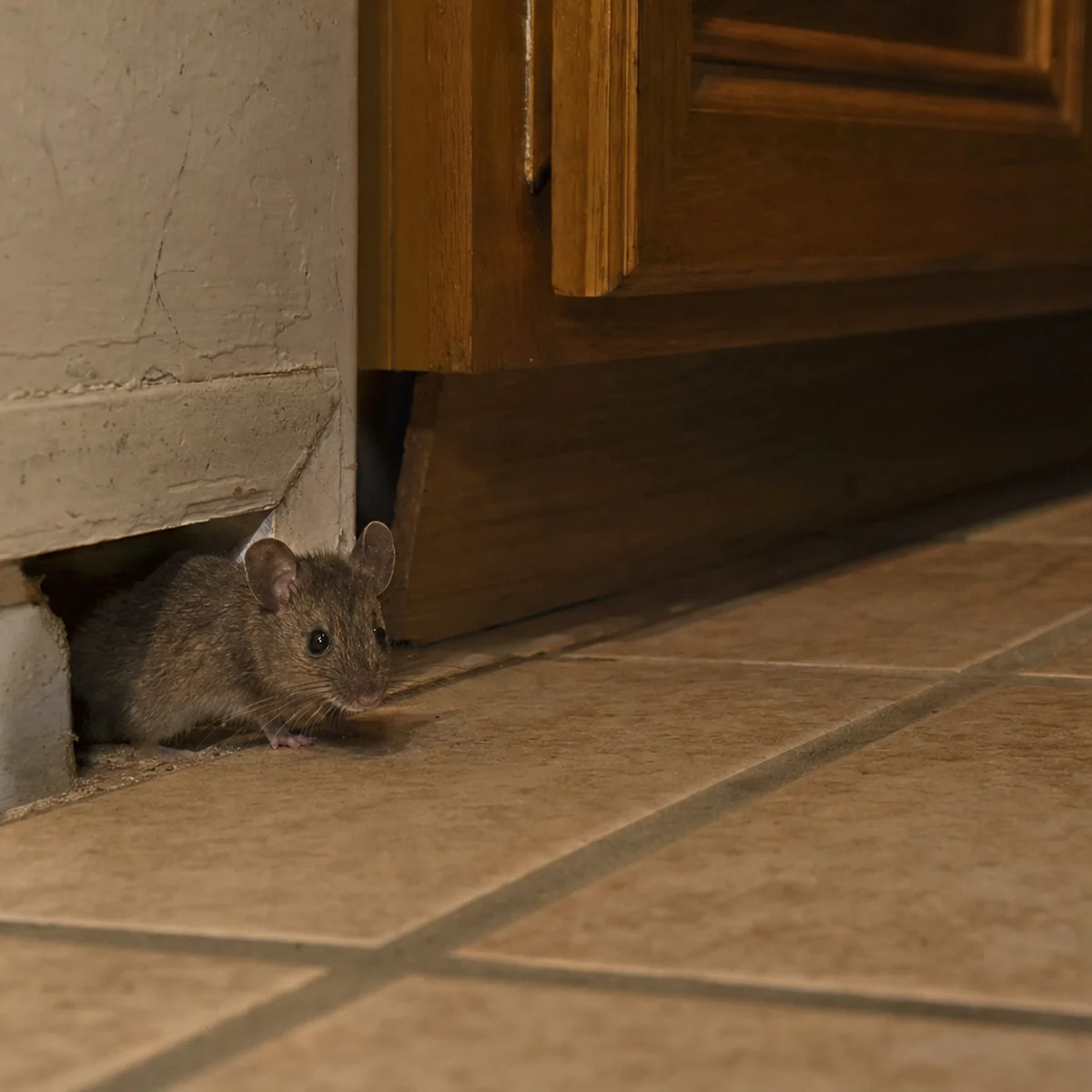 Mouse in a kitchen