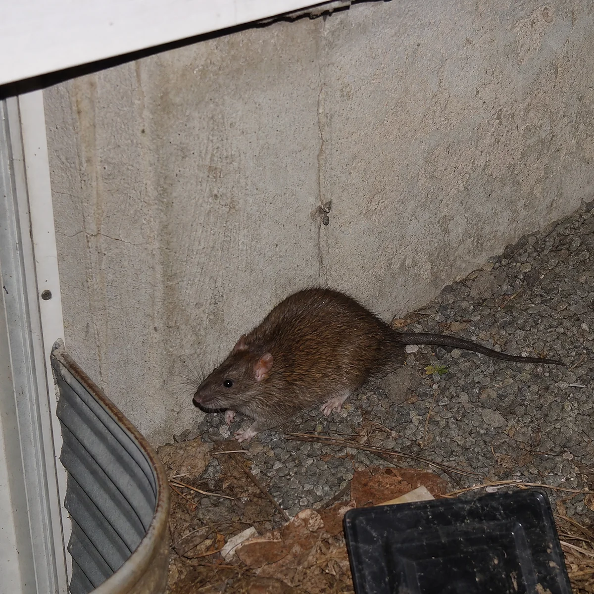Rat près d'une fondation extérieure