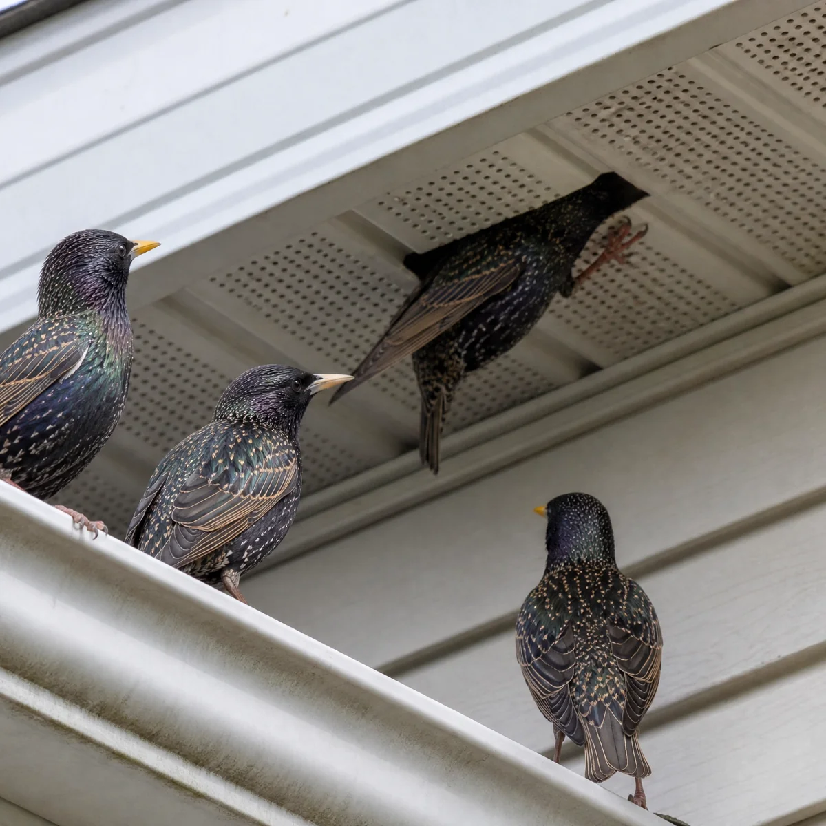 Oiseau nichant sous un soffite