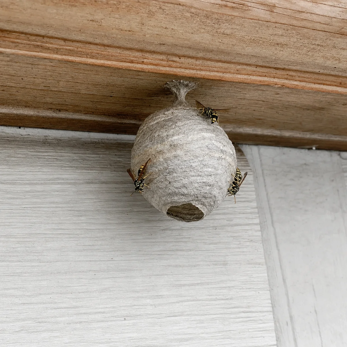 Wasp under an eave