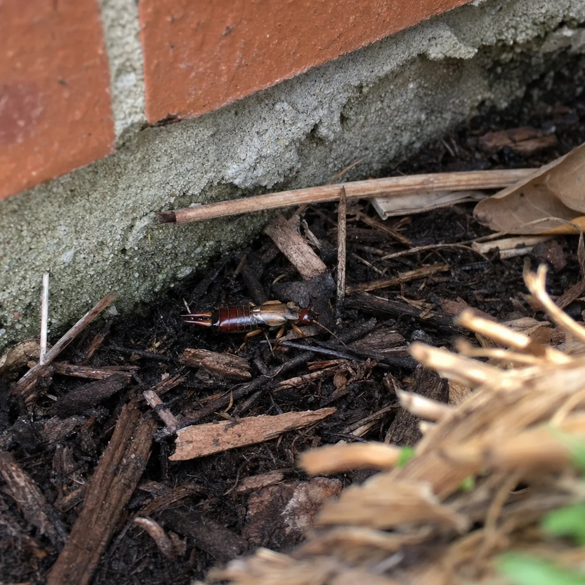 Earwig near a foundation