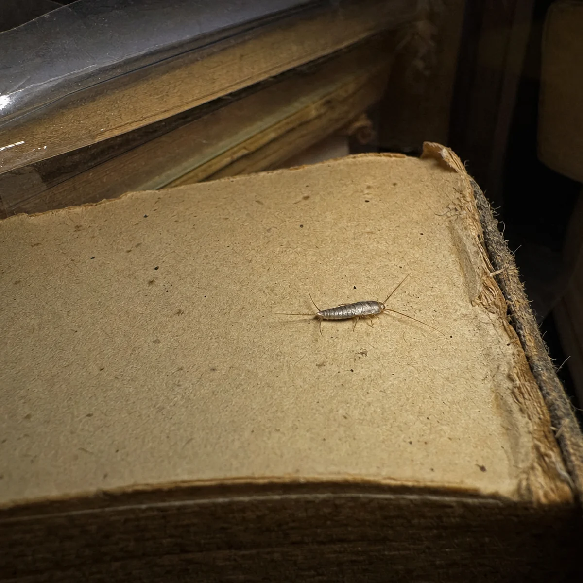 Silverfish in storage