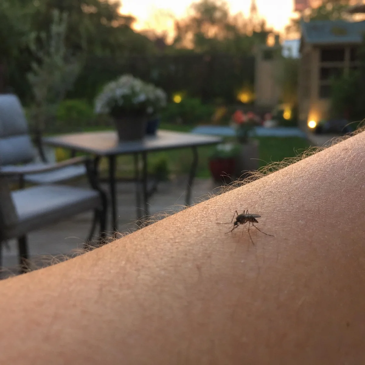 Mosquito on a deck