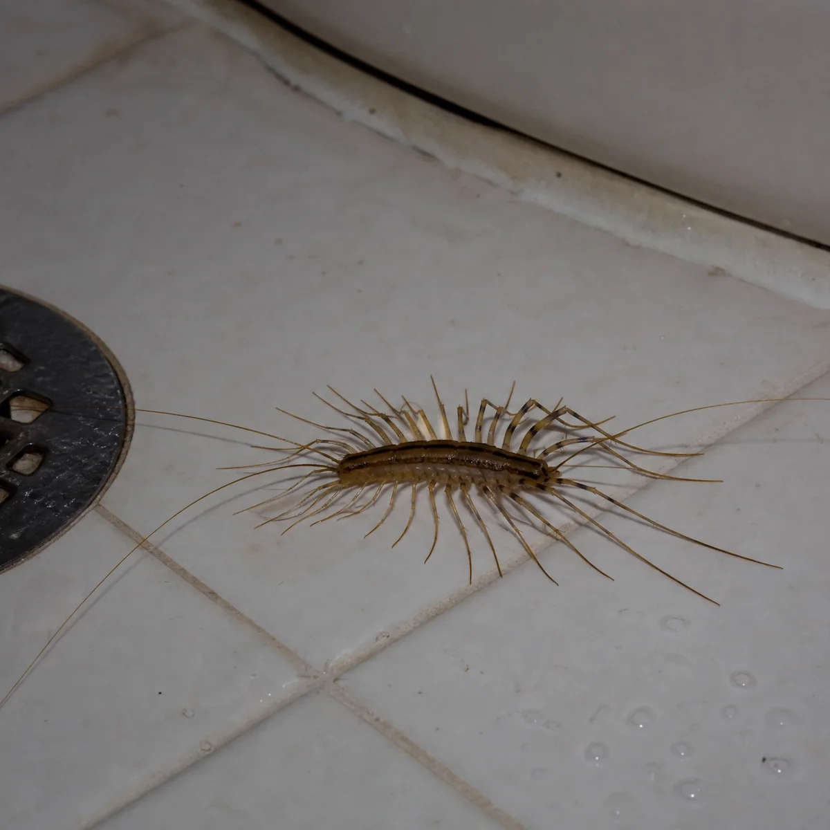 Mille-pattes dans un sous-sol humide